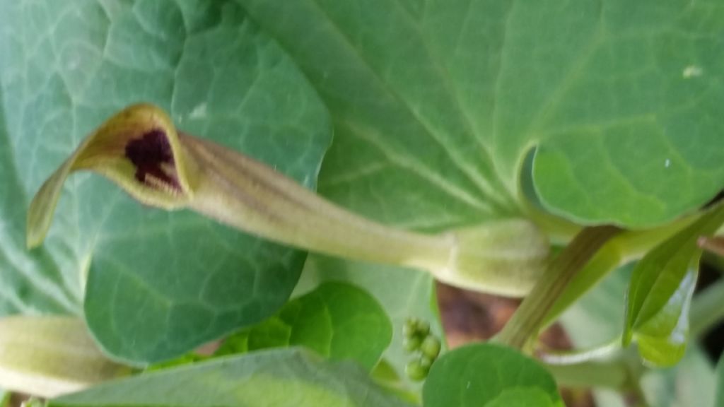 Aristolochia lutea