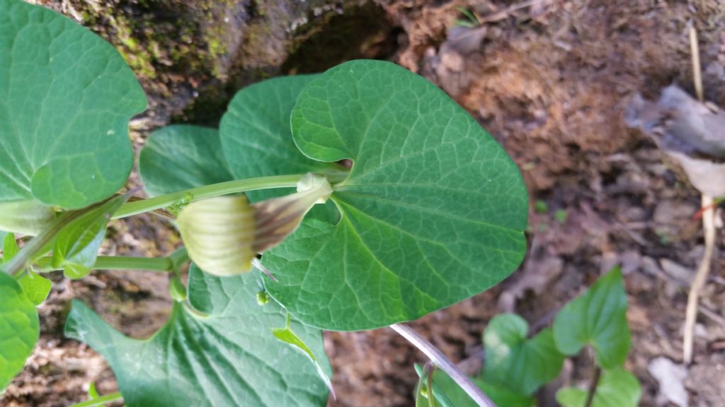 Aristolochia lutea