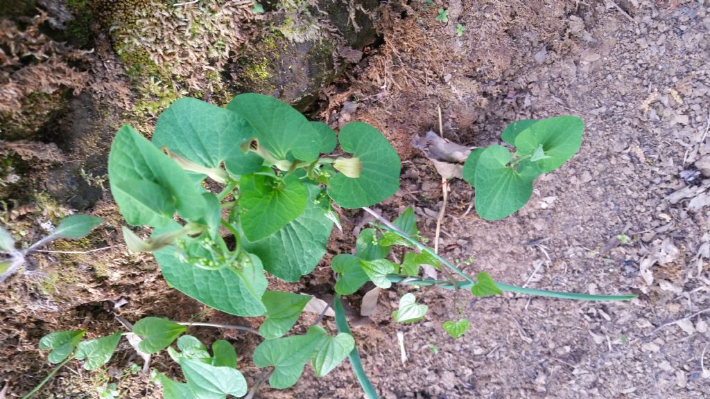 Aristolochia lutea