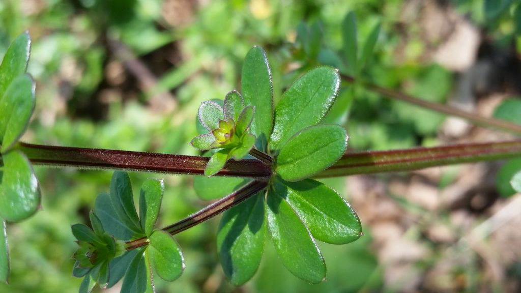 Galium mollugo