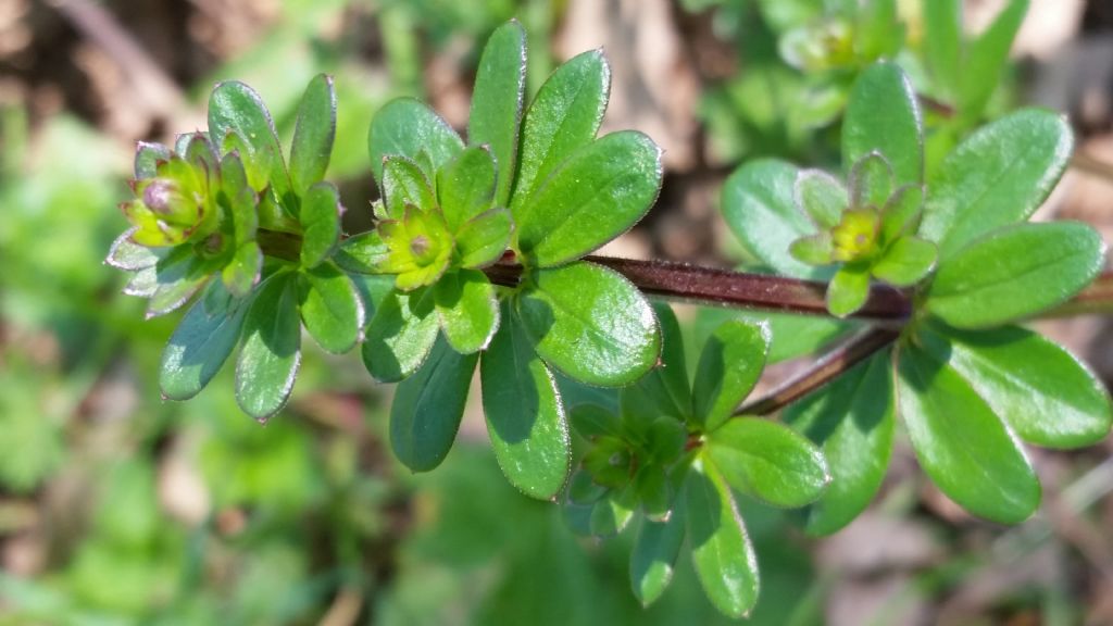 Galium mollugo