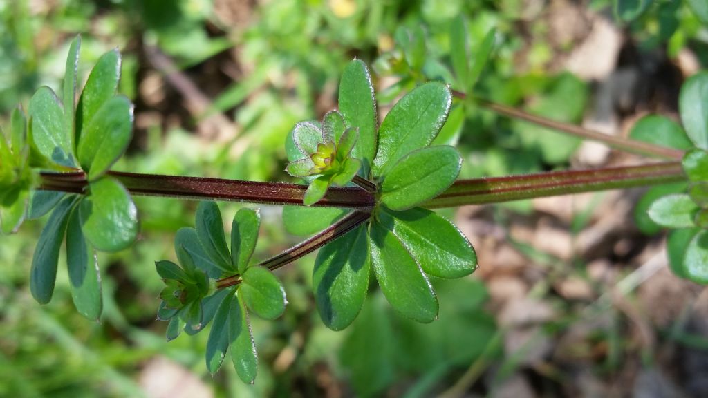 Galium mollugo