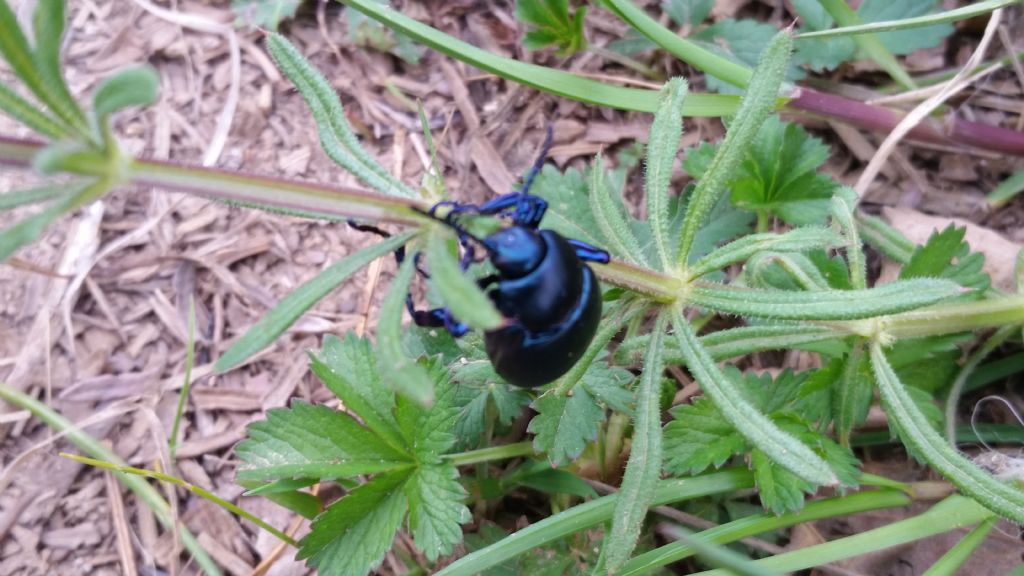 Chrysomelidae: Timarcha sp.