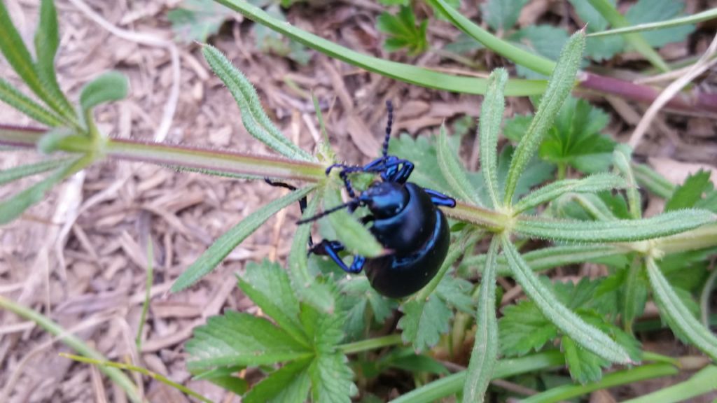 Chrysomelidae: Timarcha sp.