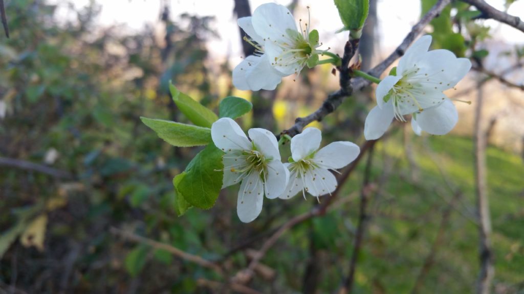 Prunus mahaleb / Ciliegio canino