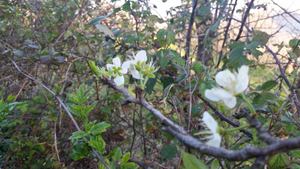 Prunus mahaleb / Ciliegio canino