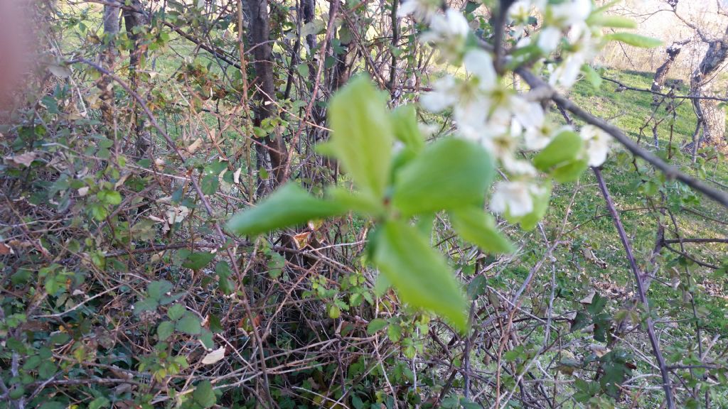 Prunus mahaleb / Ciliegio canino