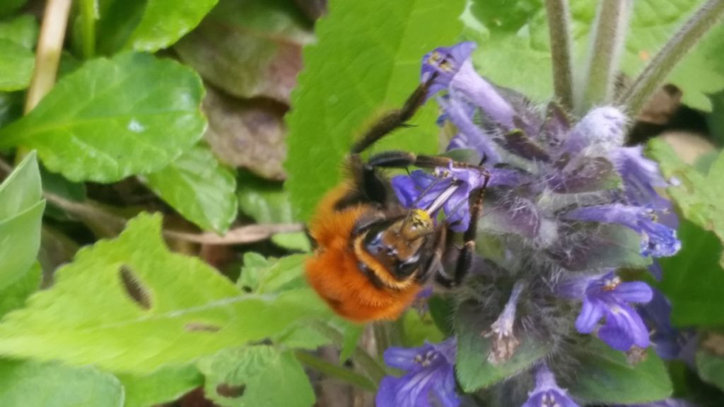 Calabrone? No, Apidae: Bombus sp.