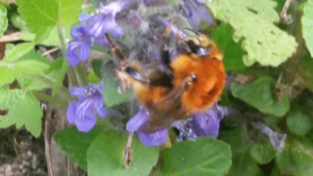 Calabrone? No, Apidae: Bombus sp.