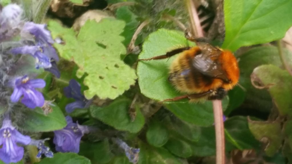 Calabrone? No, Apidae: Bombus sp.