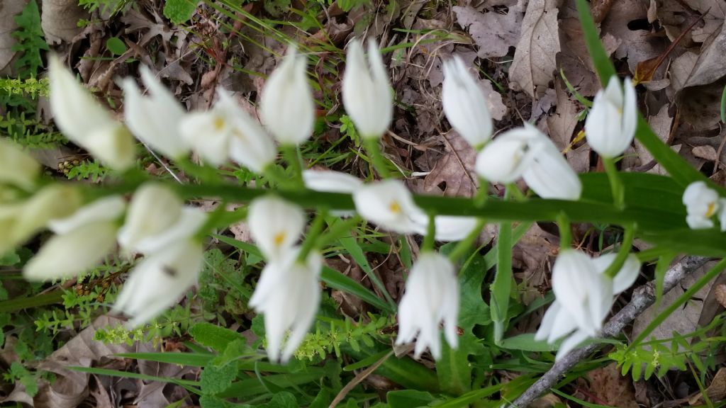 Cephalanthera longifolia