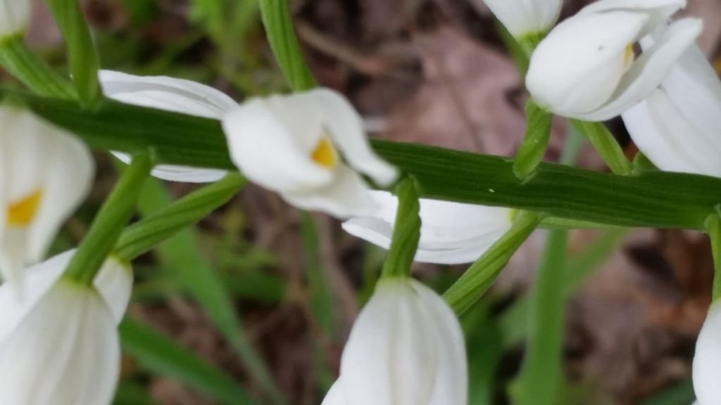 Cephalanthera longifolia