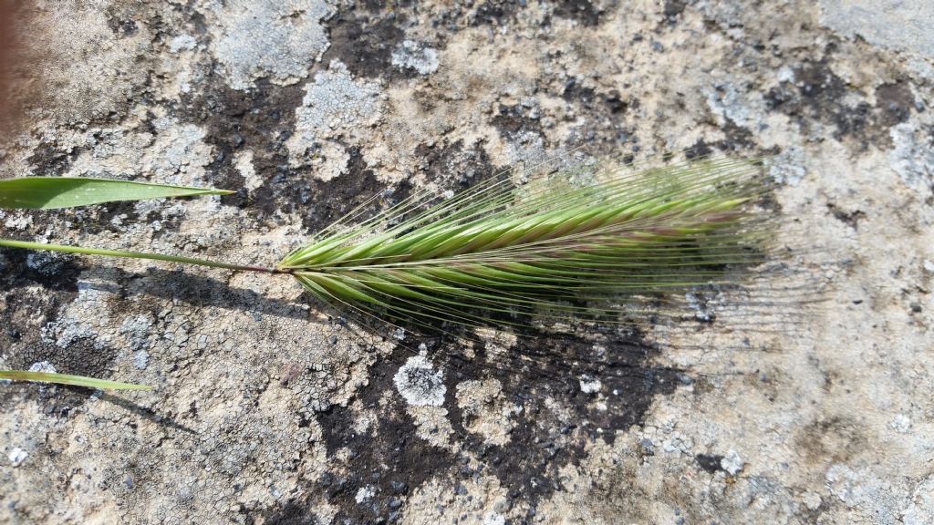 Orzo?....s....Hordeum murinum