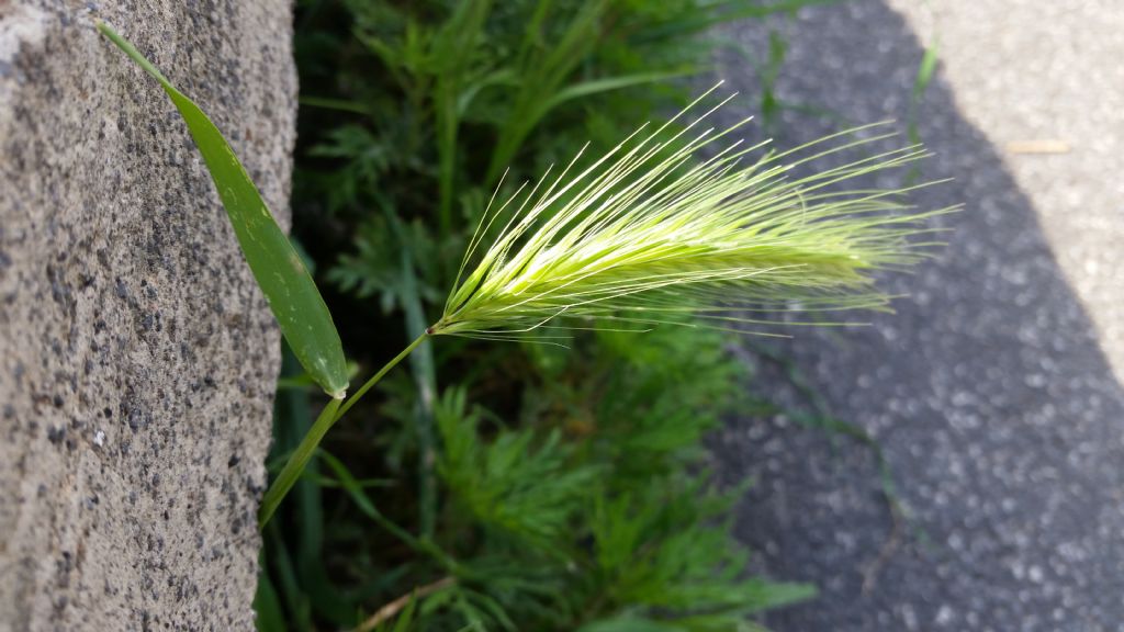 Orzo?....s....Hordeum murinum