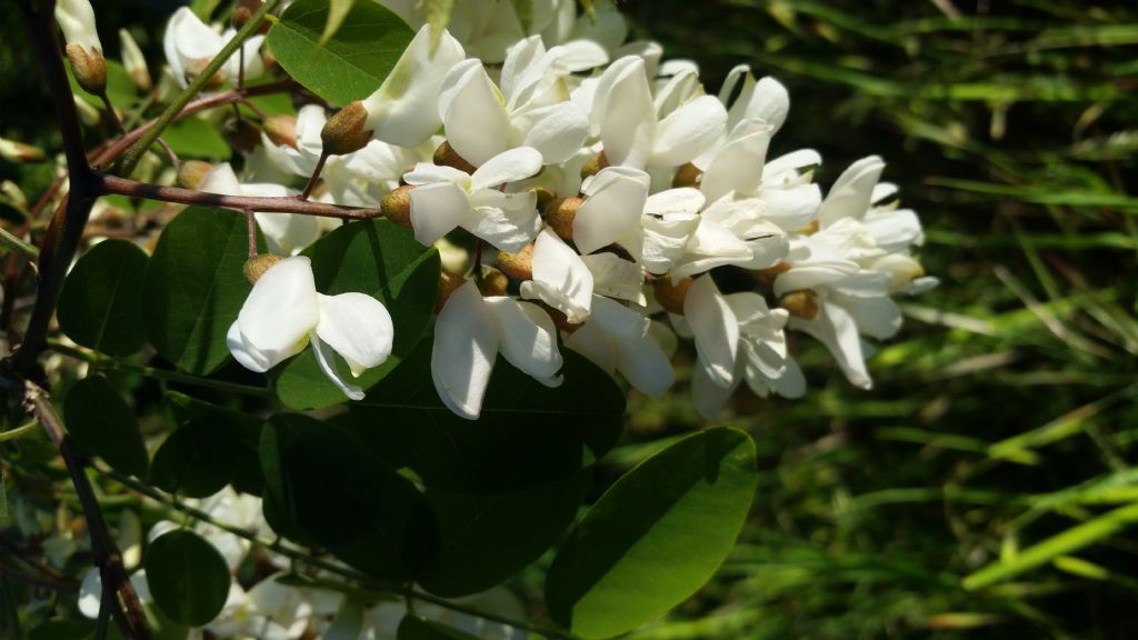 Robinia pseudoacacia (Fabaceae)