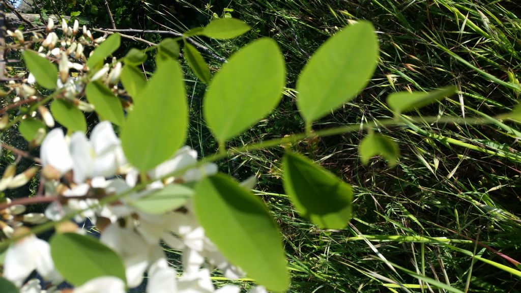 Robinia pseudoacacia (Fabaceae)