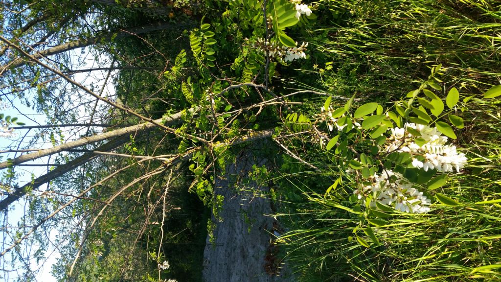 Robinia pseudoacacia (Fabaceae)