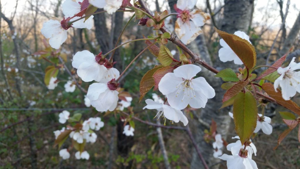 Prunus avium / Ciliegio selvatico