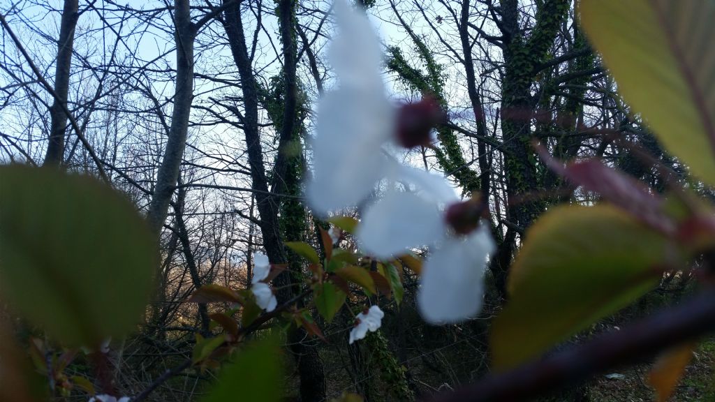 Prunus avium / Ciliegio selvatico