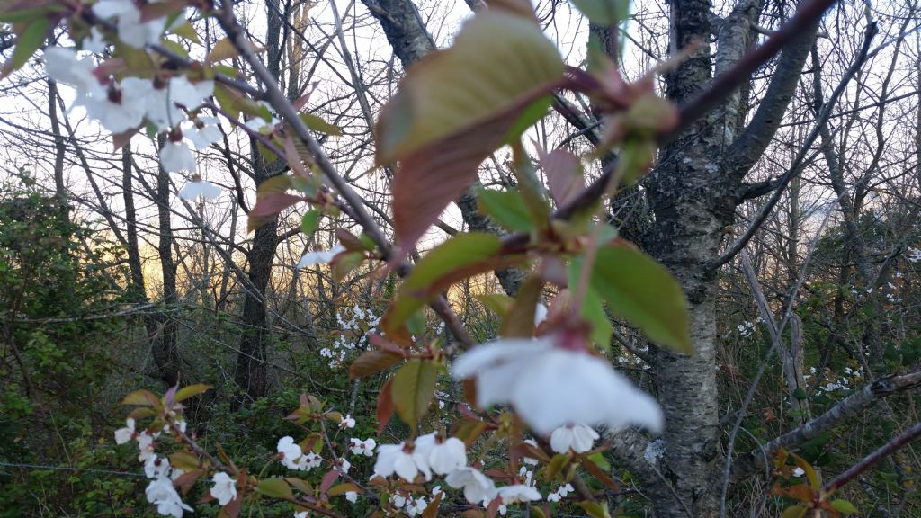 Prunus avium / Ciliegio selvatico