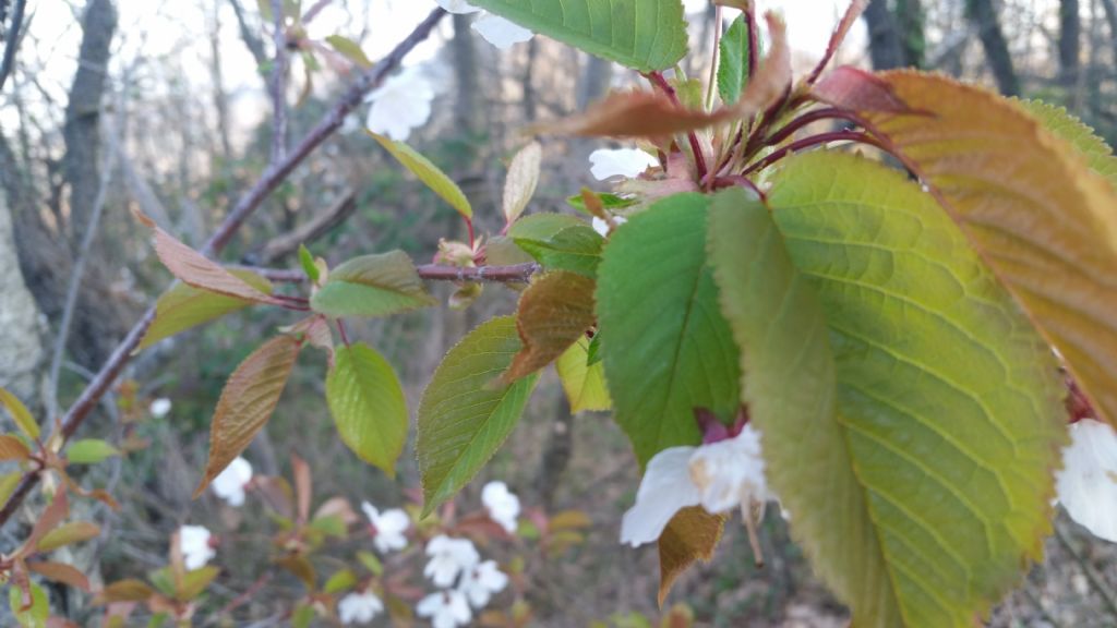 Prunus avium / Ciliegio selvatico