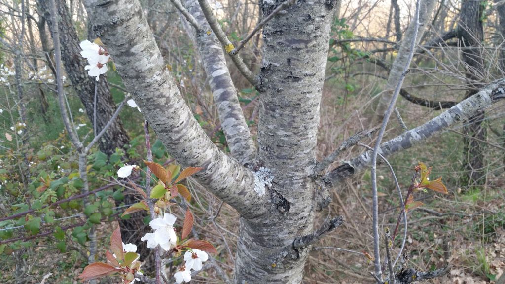 Prunus avium / Ciliegio selvatico