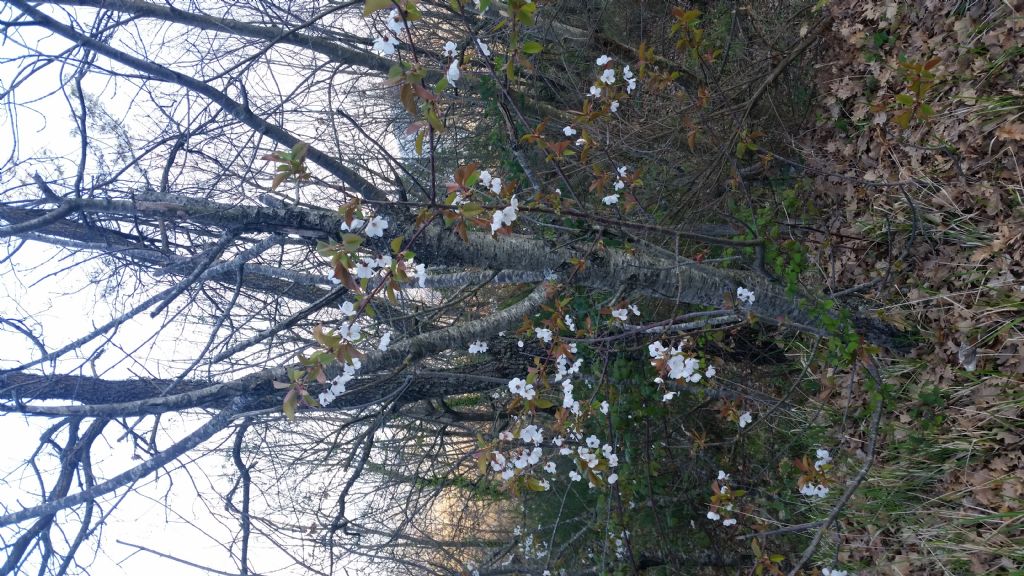 Prunus avium / Ciliegio selvatico