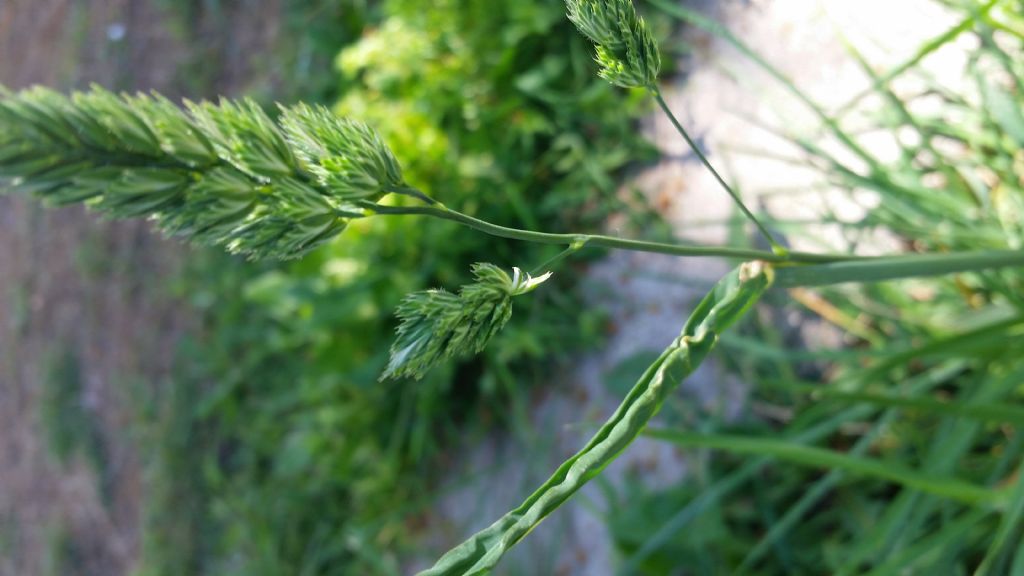 cfr. Dactylis glomerata