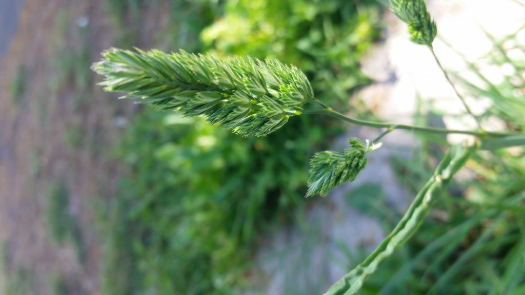 cfr. Dactylis glomerata