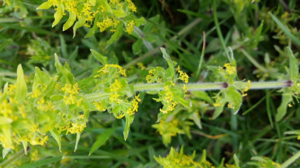 Cruciata cfr. glabra