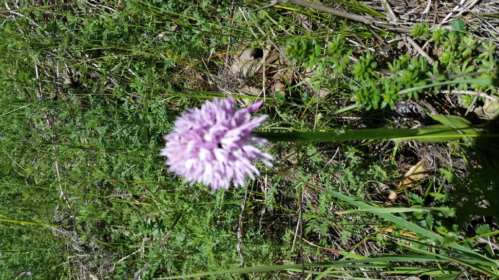 Orchis italica