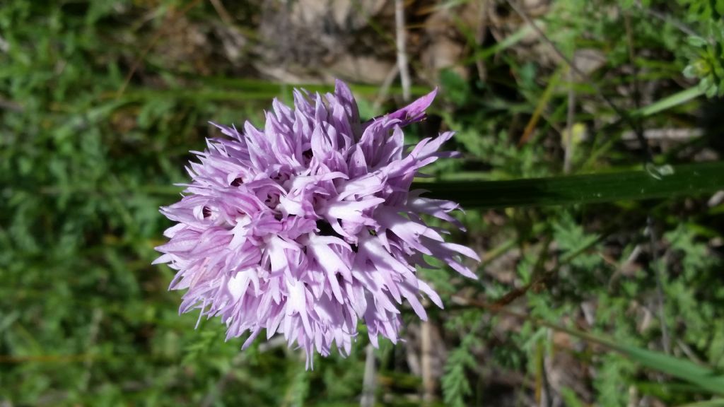 Orchis italica