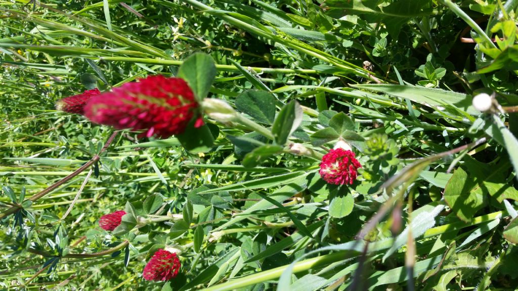 Trifolium incarnatum (Fabaceae)