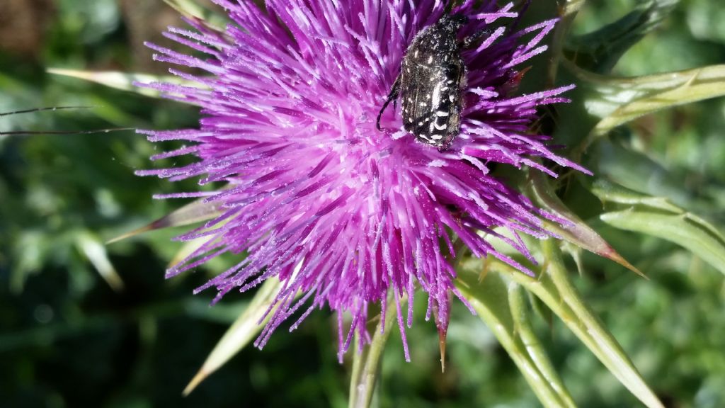 Silybum marianum (Asteraceae)