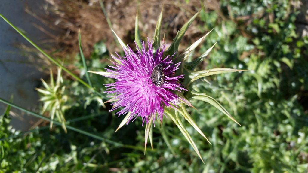 Silybum marianum (Asteraceae)