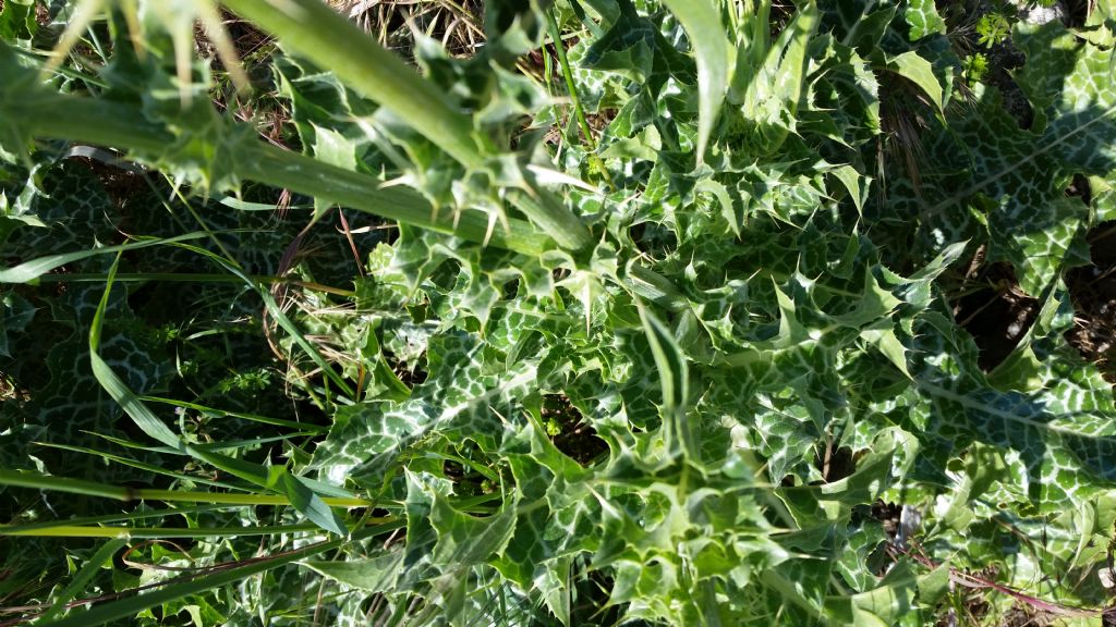 Silybum marianum (Asteraceae)