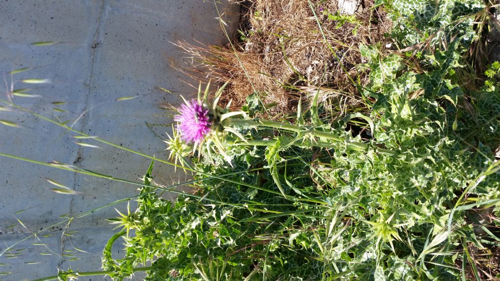 Silybum marianum (Asteraceae)