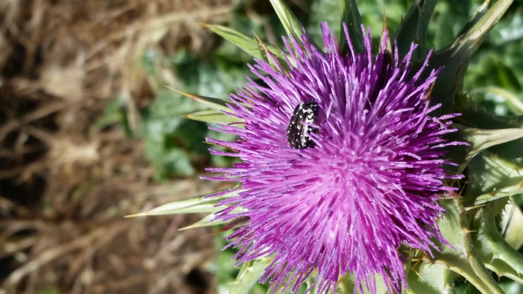 Silybum marianum (Asteraceae)