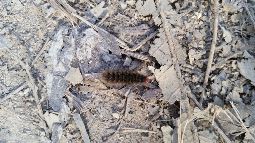 Cos''? Larva di Amata phegea, Erebidae Arctiinae