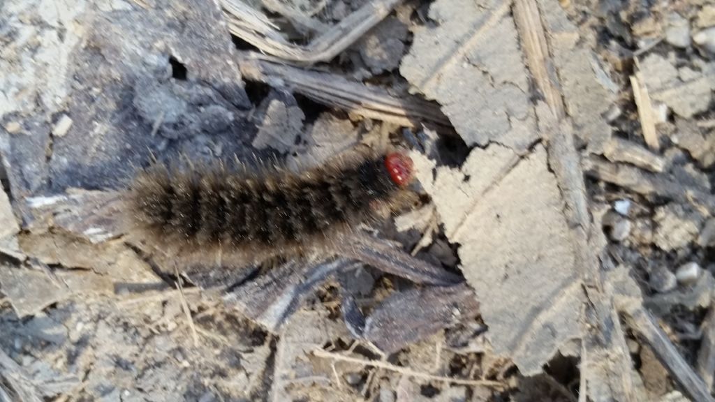 Cos''? Larva di Amata phegea, Erebidae Arctiinae