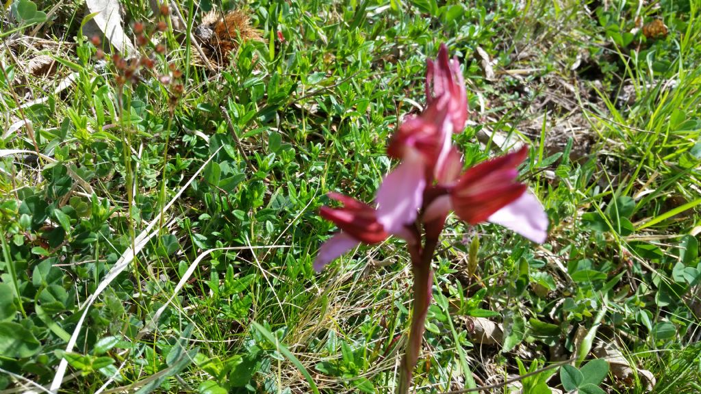 Che tipo di orchidea ?