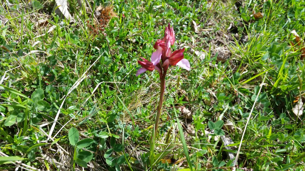 Che tipo di orchidea ?