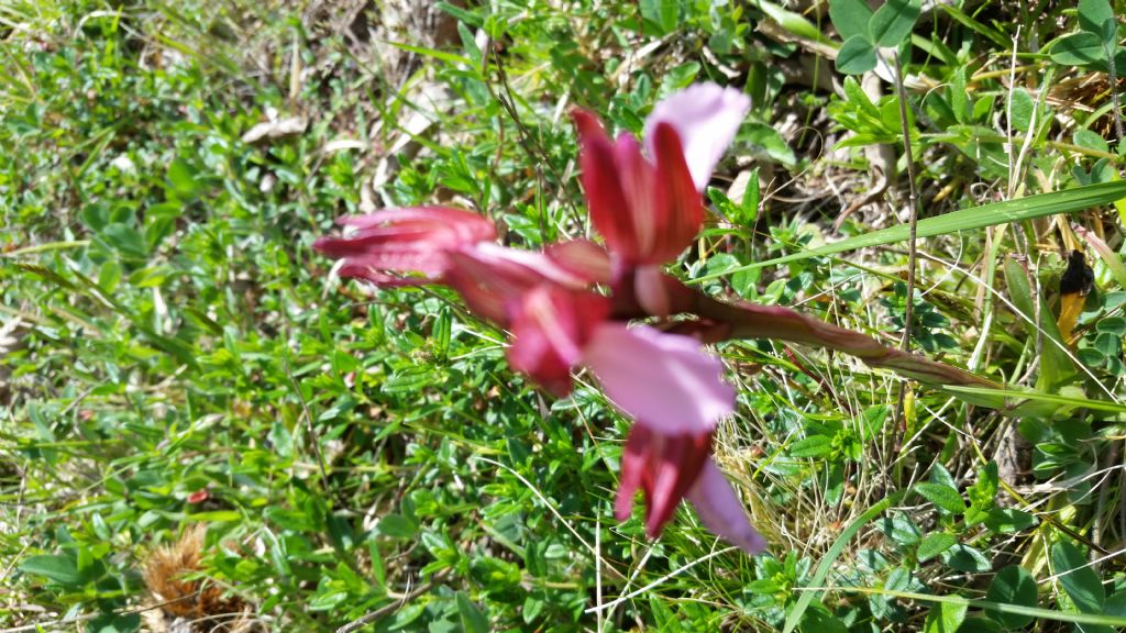 Che tipo di orchidea ?