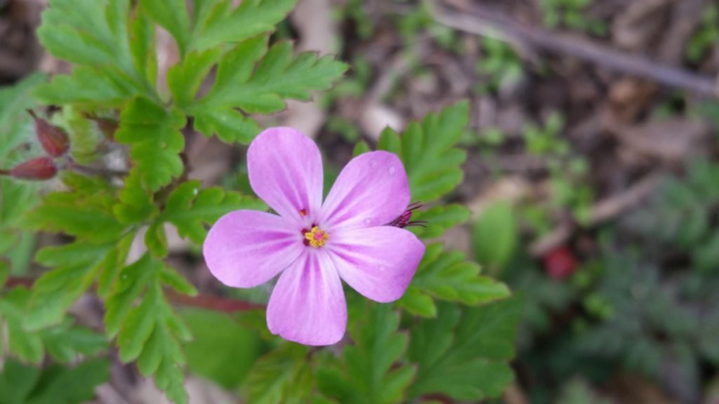 Geranium robertianum (Geraniaceae)