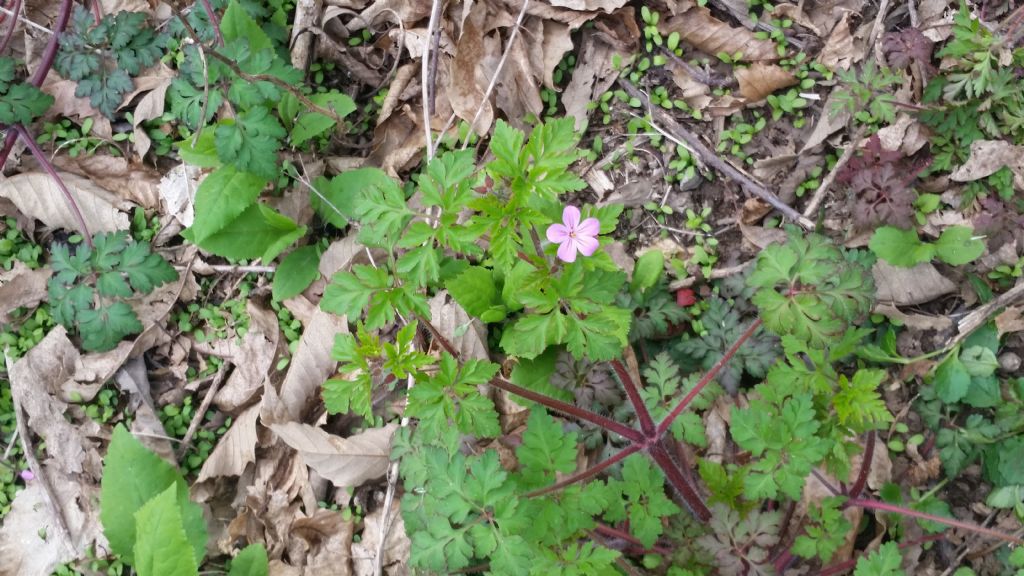 Geranium robertianum (Geraniaceae)