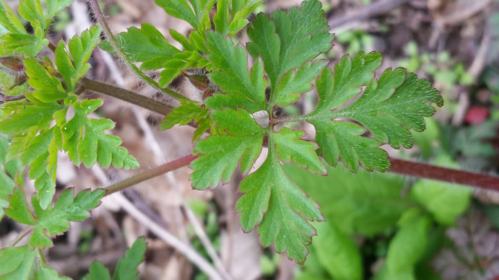 Geranium robertianum (Geraniaceae)