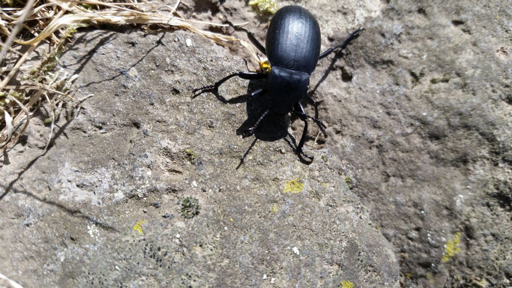 Tenebrionidae:  quale Blaps ?  Blaps mucronata