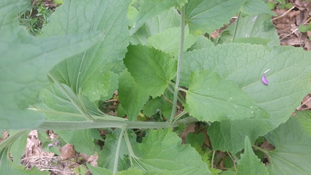 Lunaria annua L. (Brassicaceae)