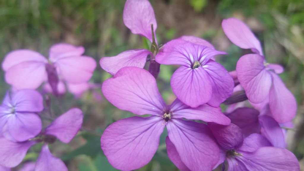 Lunaria annua L. (Brassicaceae)