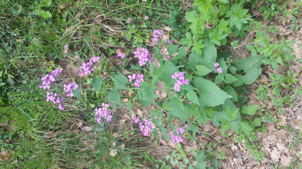 Lunaria annua L. (Brassicaceae)